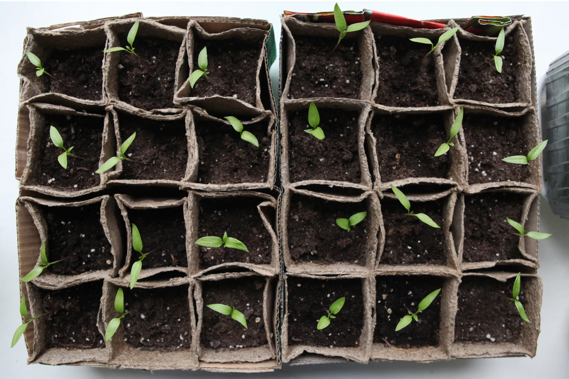 Рассада на подоконнике