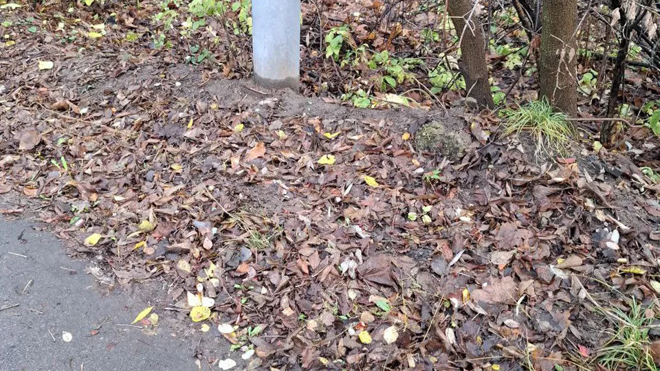 Фото: пресс-служба администрации г.о. Пушкинский