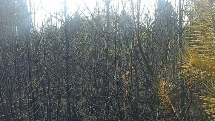 В Подмосковье за сутки ликвидировали один лесной пожар