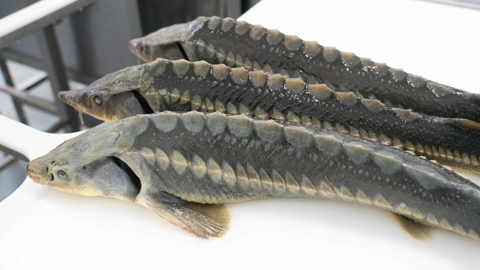 медиасток.рф