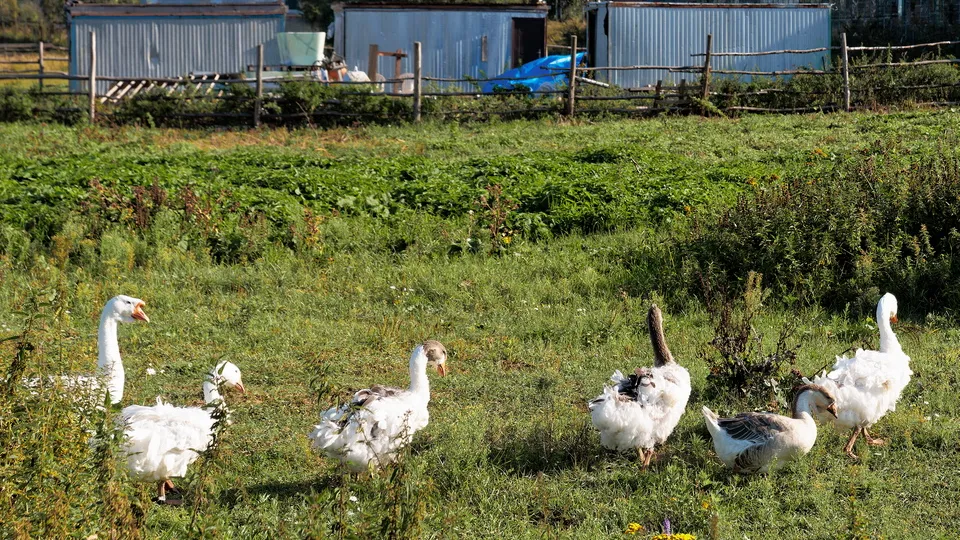 Фото: медиасток.рф