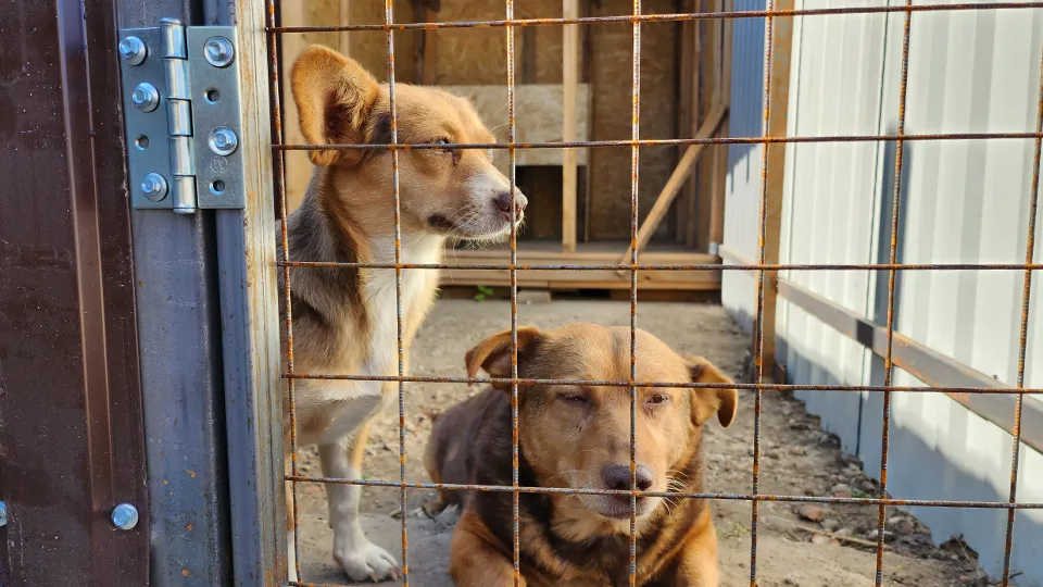 Фото: МедиаБанк Подмосковья/Ирина Моисеева