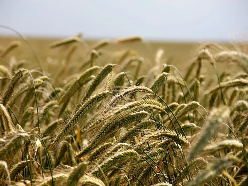 Фото: pxhere.com