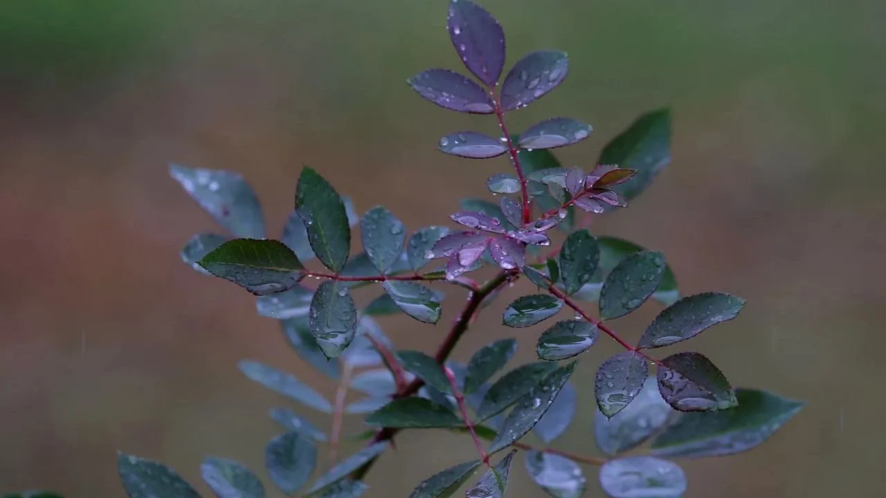 Фото: Telegram/Музей «Мелихово»