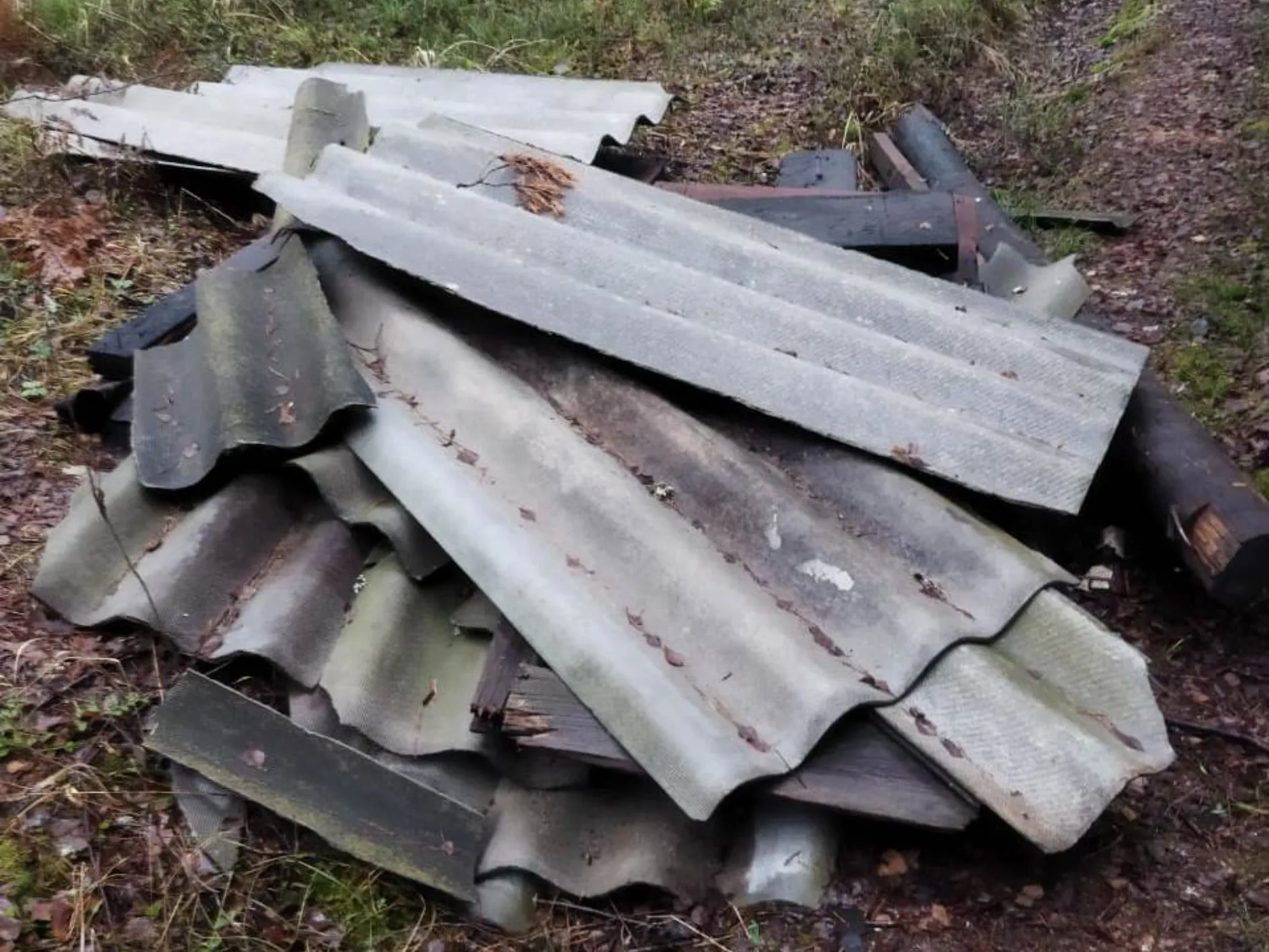 Фото: ГКУ МО «Мособллес»