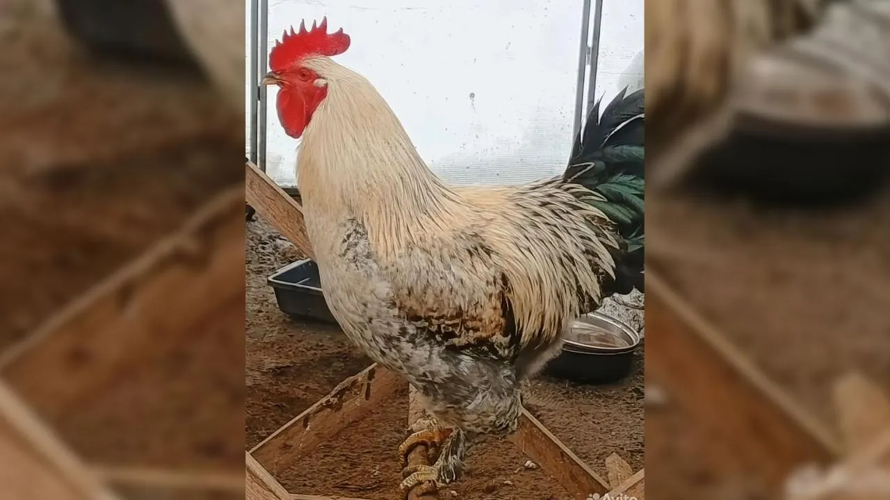 городская доска объявлений