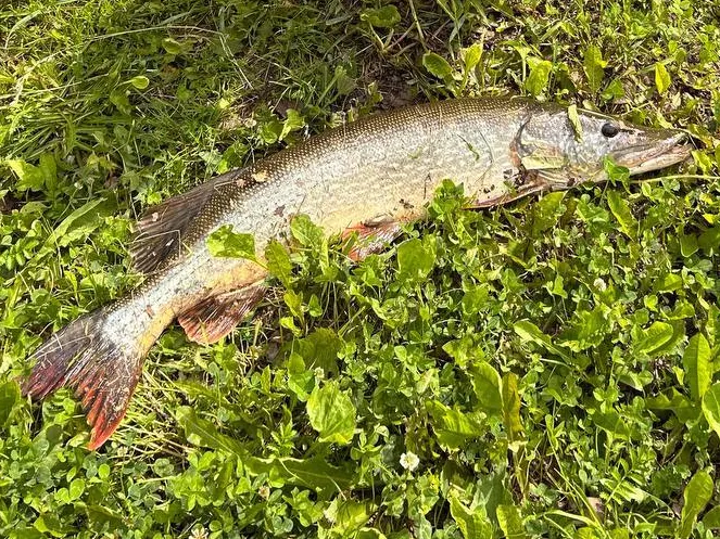 Фото: предоставлено очевидцем&nbsp; &nbsp;