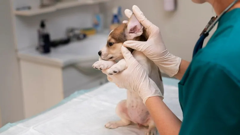 Фото: freepik.com