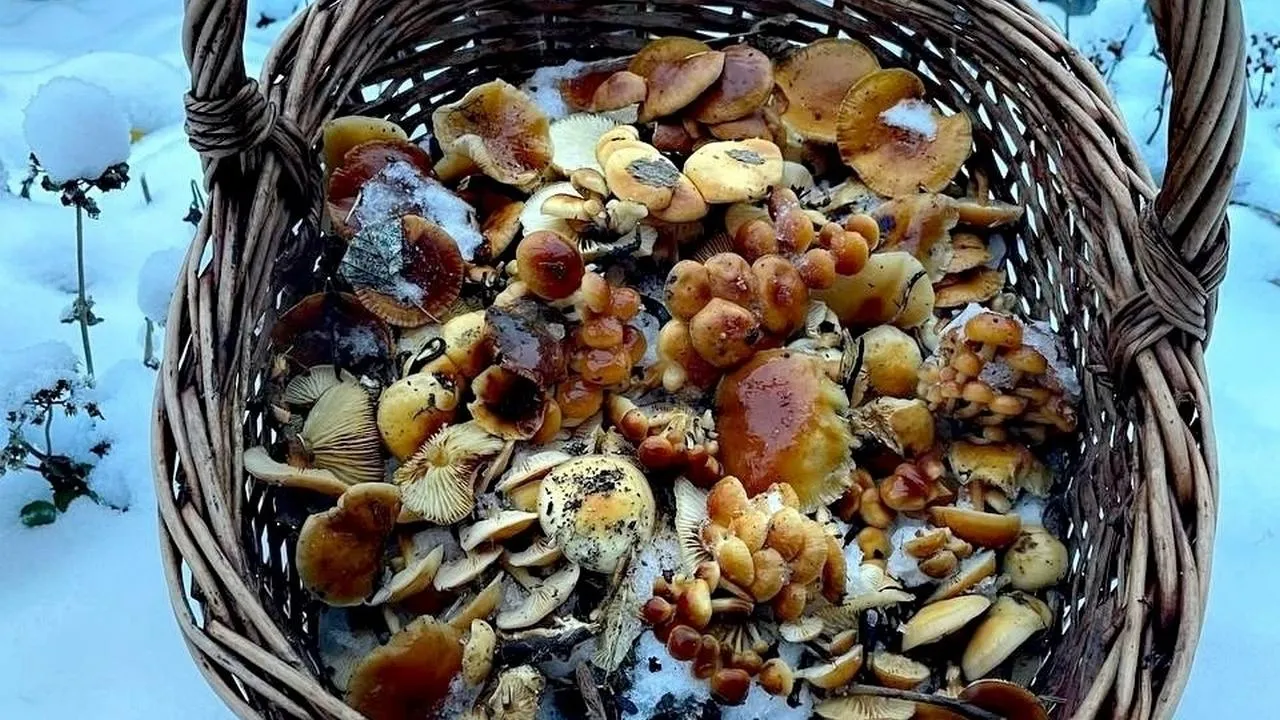 Василий Потапов