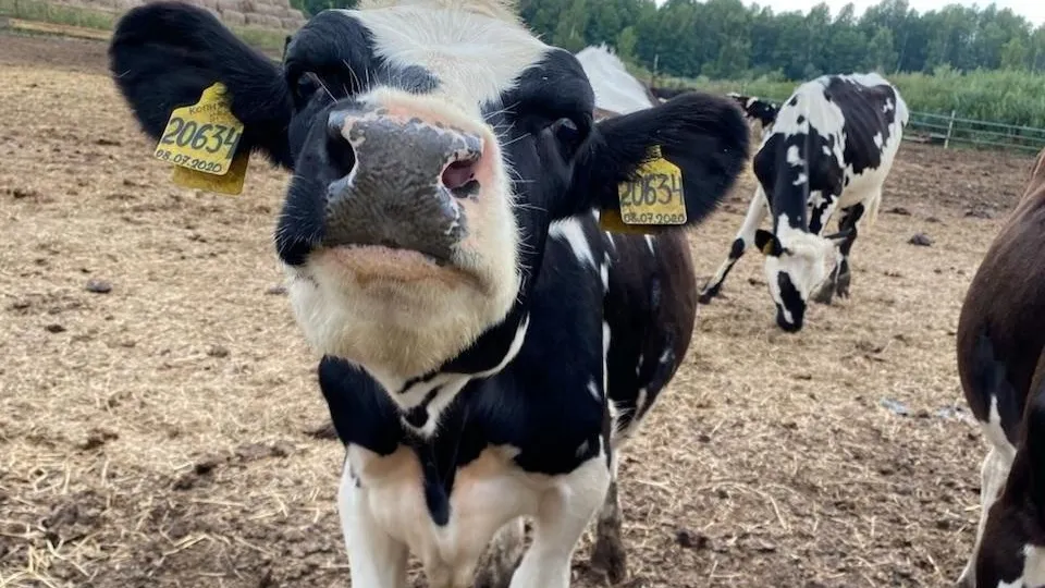 Фото: Министерство сельского хозяйства и продовольствия Московской области