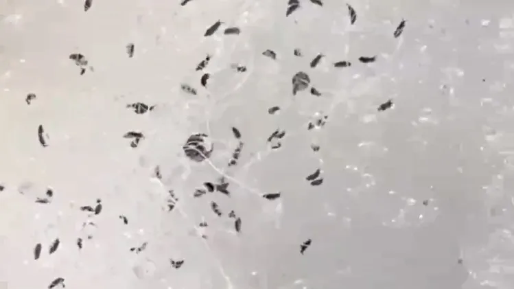 Скриншот видео из группы ВКонтакте «ПРОРошаль»