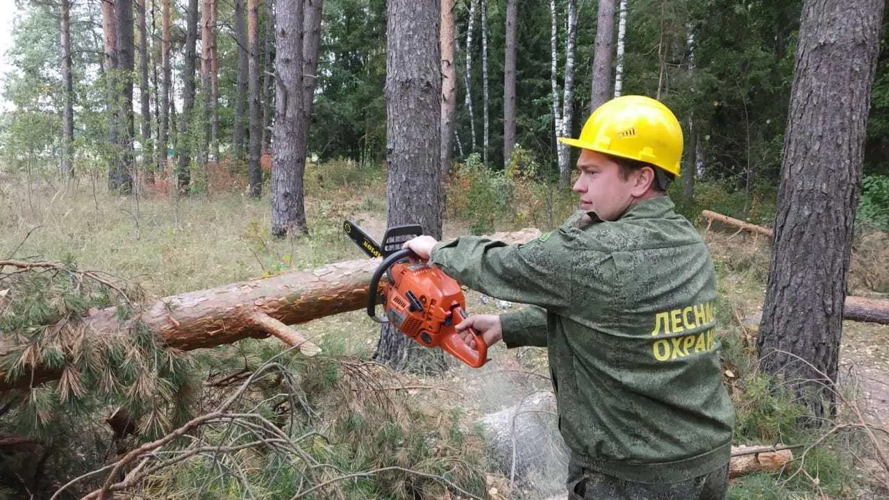 Фото: Комитет лесного хозяйства Московской области