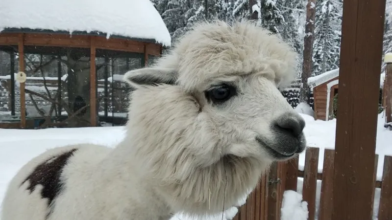 Высокогорной ламе не страшен холод. Фото: Соцсети администрации г.о. Лобня