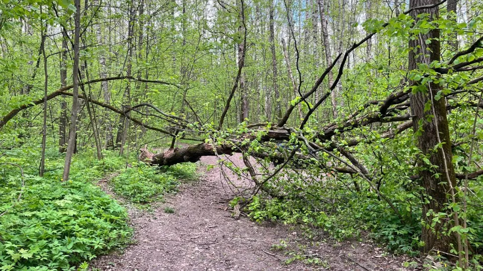 Фото: Комитет лесного хозяйства Московской области