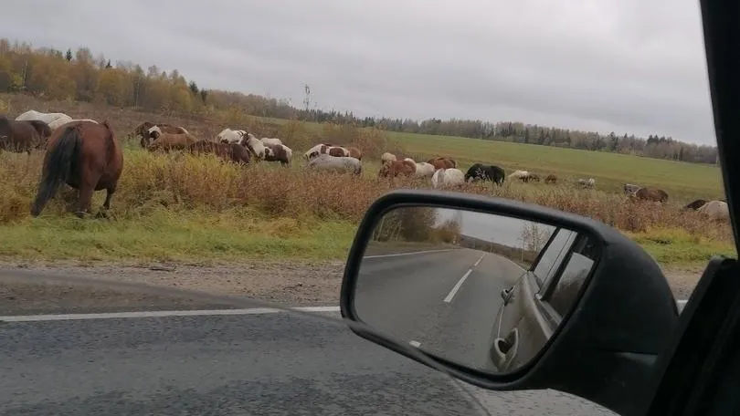 фото: соцсети