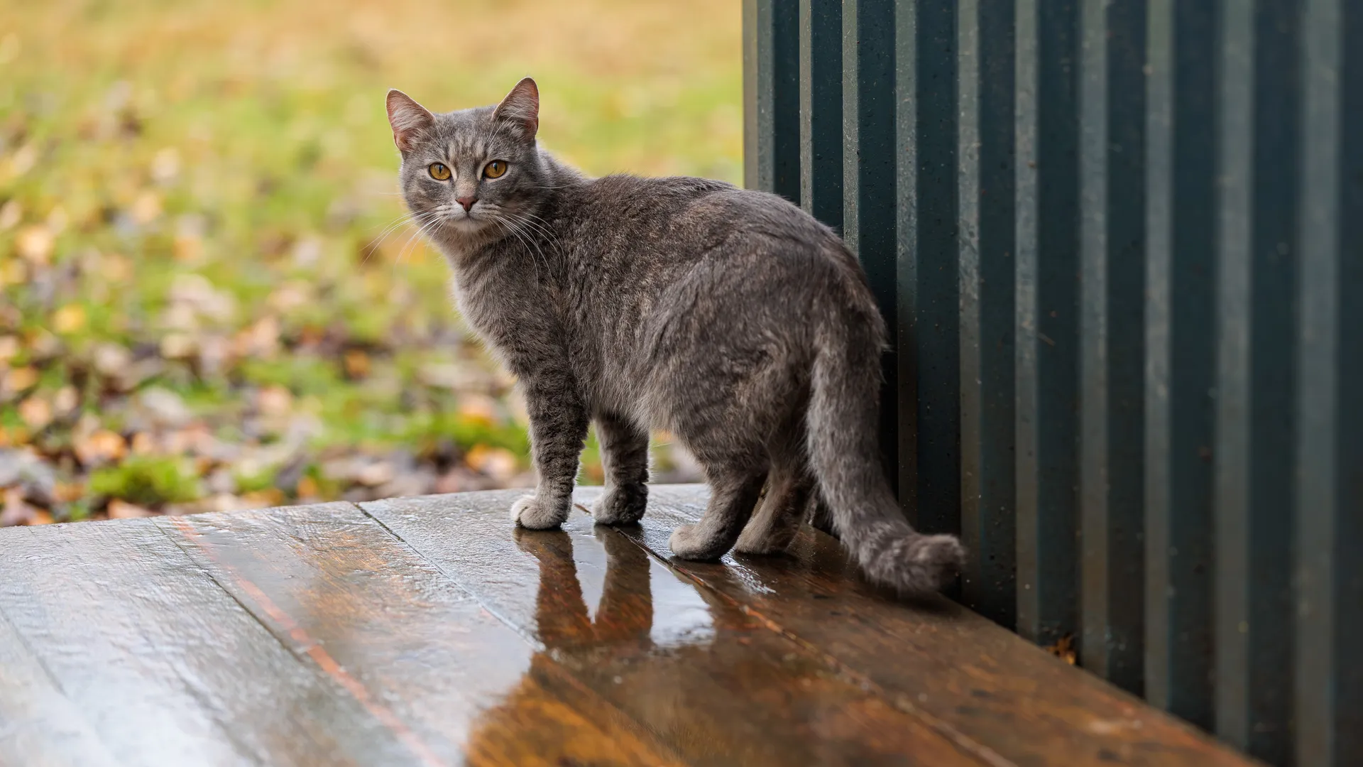 Кот на улице