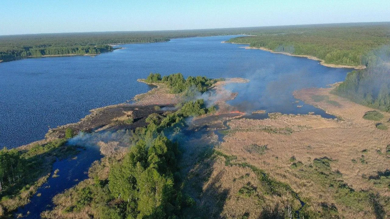 Лесная охрана спасла от пожара колонию серых цапель в Подмосковье