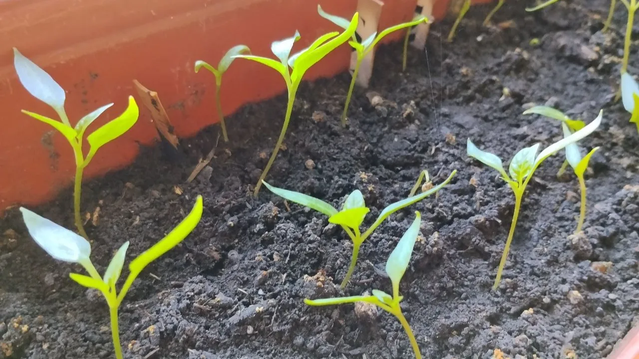 REGIONS/Юлия Куделькина