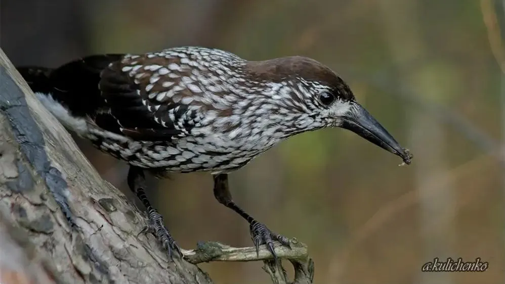 Фото: Александр Куличенко / Приокско-Террасный государственный заповедник