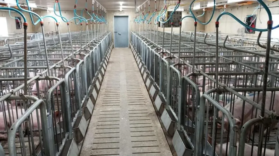 Фото: Министерство сельского хозяйства и продовольствия Московской области