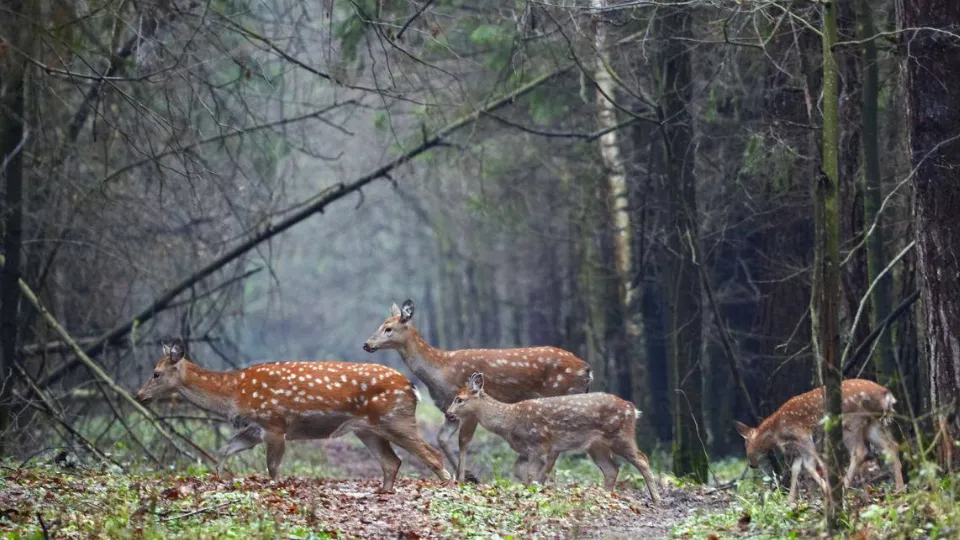 Фото: t.me/elk_island_national_park