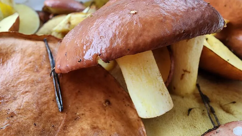 Фото: МедиаБанк Подмосковья/Ксения Пашуто