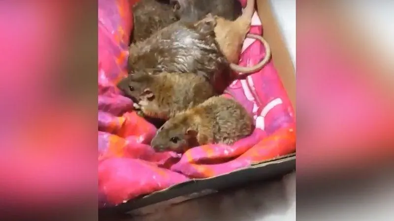 Коробку с множеством ручных крыс нашла жительница Дмитрова, гуляя с собакой в городе