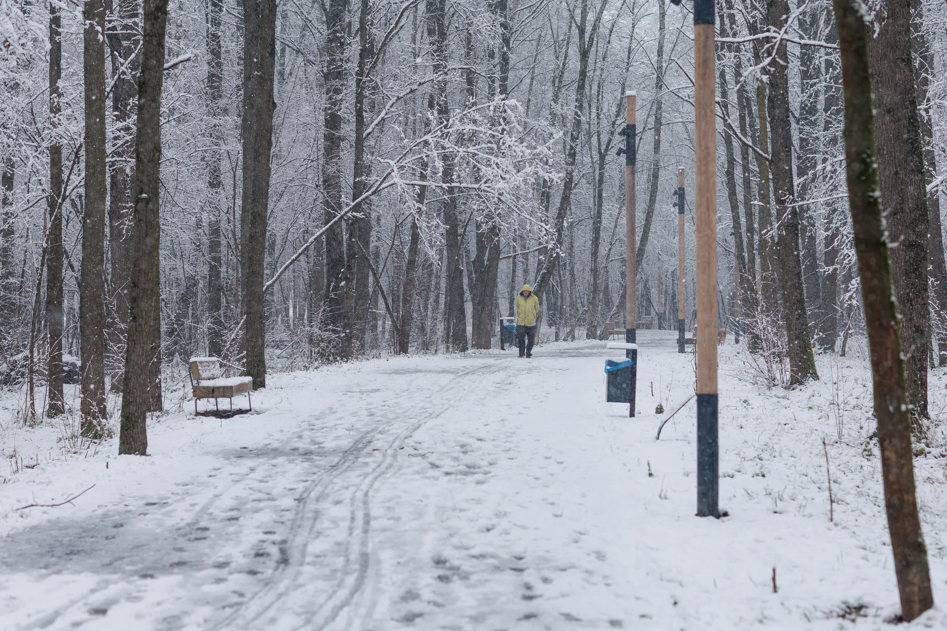 Первый снег в Химкинском лесу