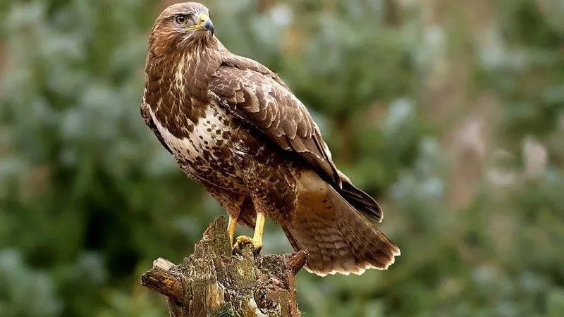 В Подмосковье хищные подростки вышли на охоту