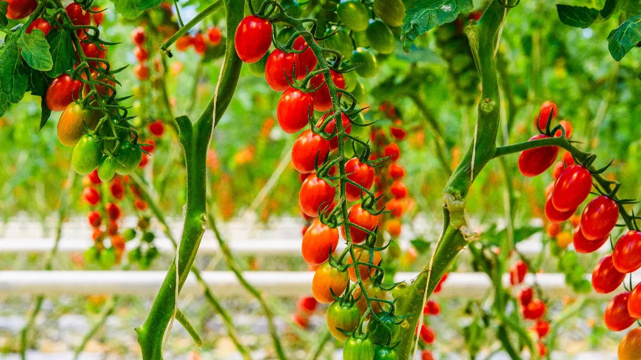 Более 16 тыс. тонн свежих овощей вырастили в тепличных комплексах Подмосковья за месяц