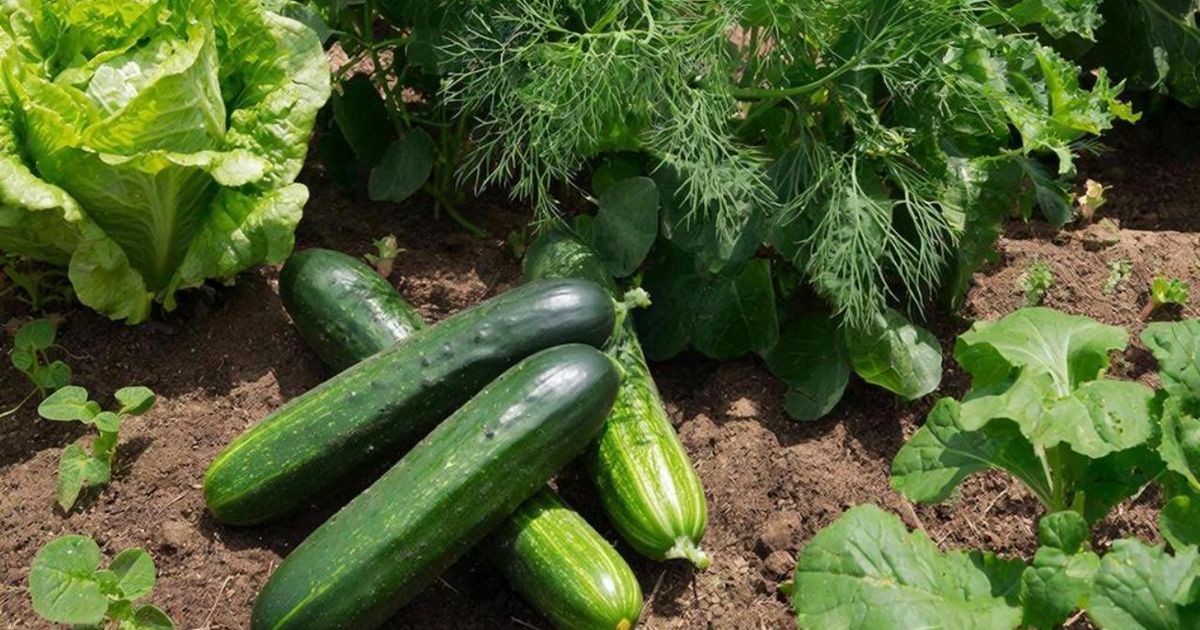 Как увеличить урожай огурцов с помощью правильных соседей