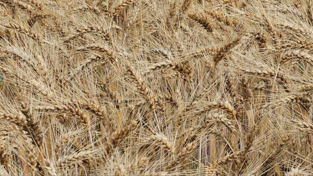 Фото: агрохолдинг «ОСП агро»