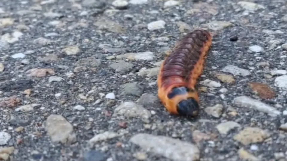 Фото: Центр воспроизводства редких видов животных