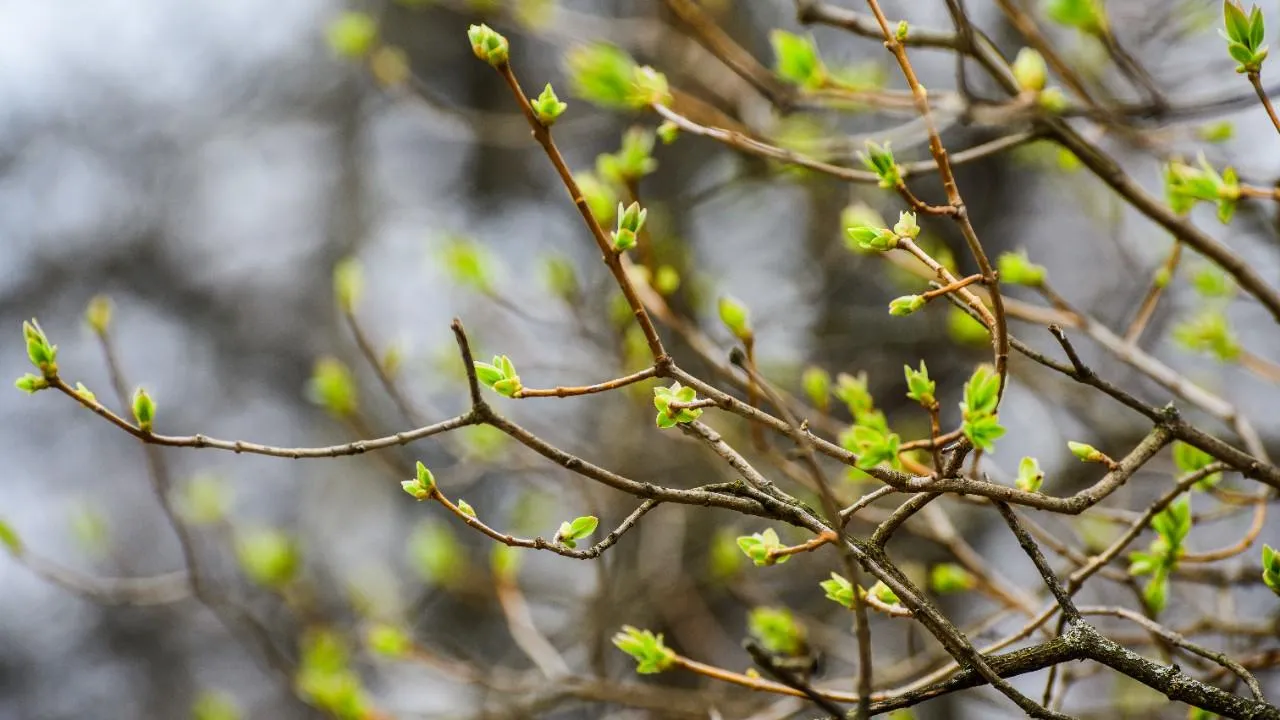 медиасток.рф