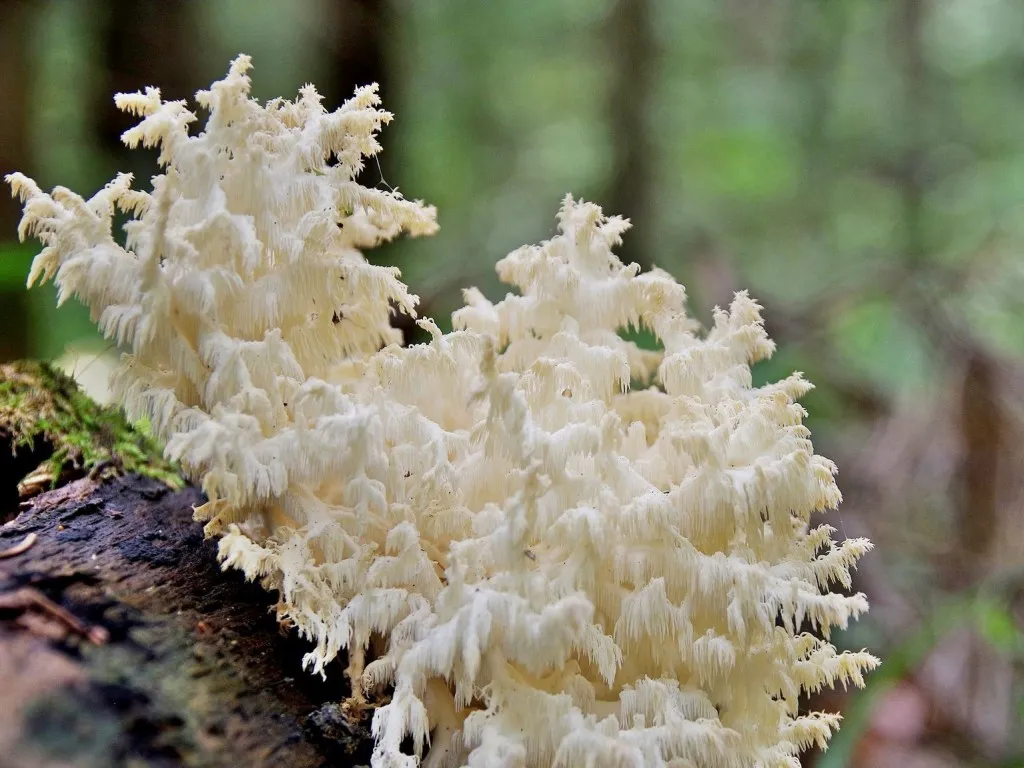 Фото: Приокско-Террасный заповедник/Ольга Калинина