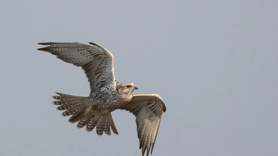 Фото: commons.wikimedia.org/Saumitra Newalkar