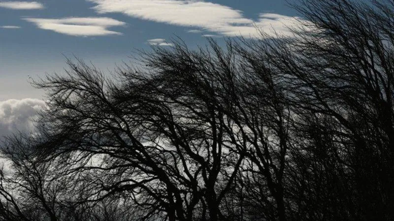 Жителей Подмосковья предупредили о сильном ветре в четверг