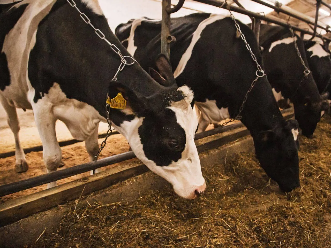 Фото: пресс-служба администрации Наро-Фоминского г.о.&nbsp;&nbsp;