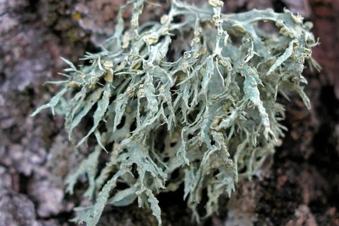 Источник: samblikud.ee/ru