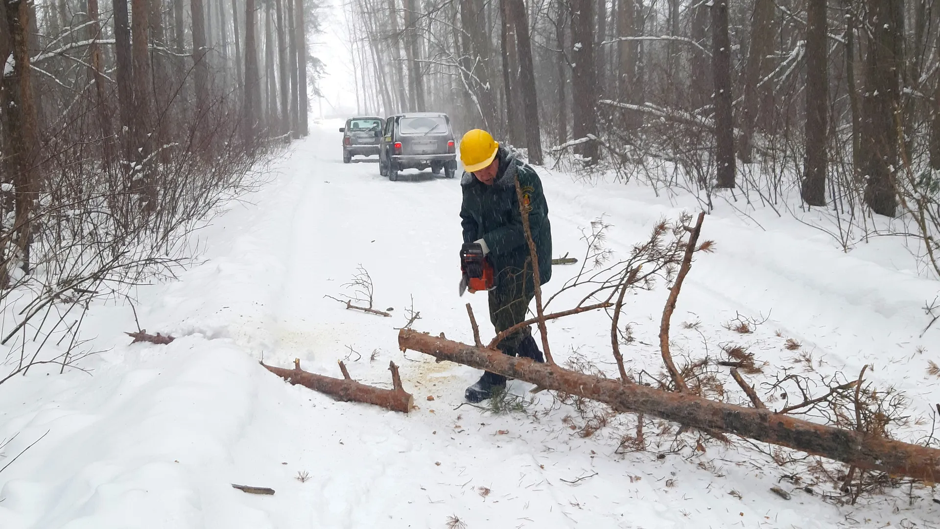 Фото: пресс-служба Комитета лесного хозяйства Московской области