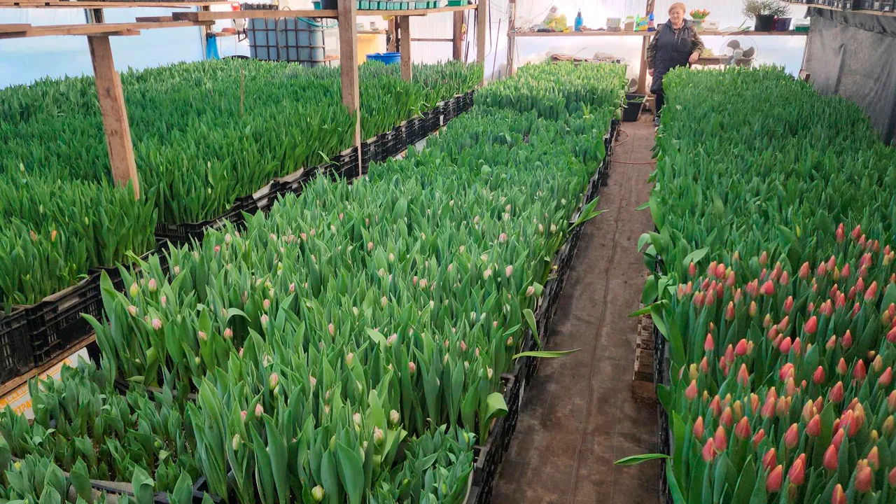 Станислав Орлов