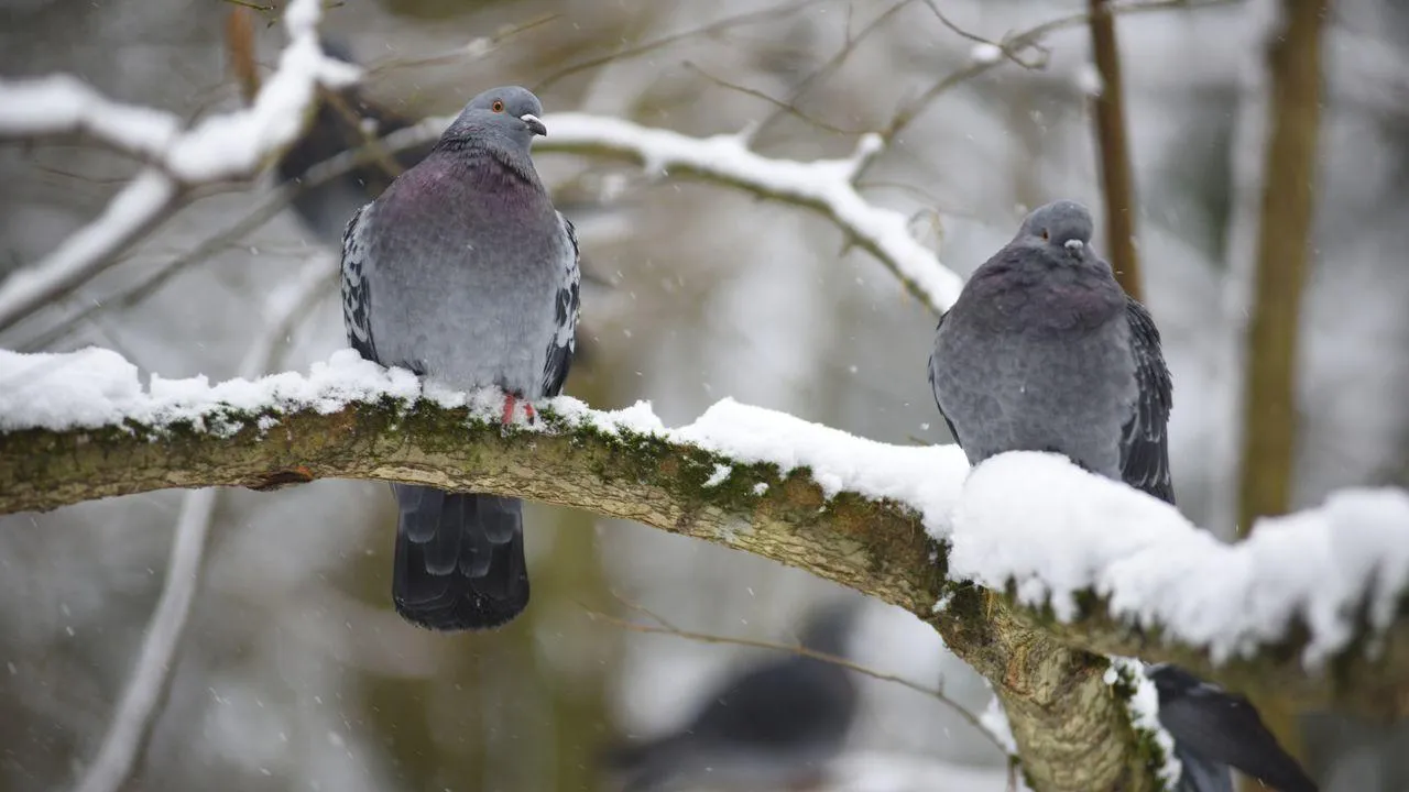 медиасток.рф