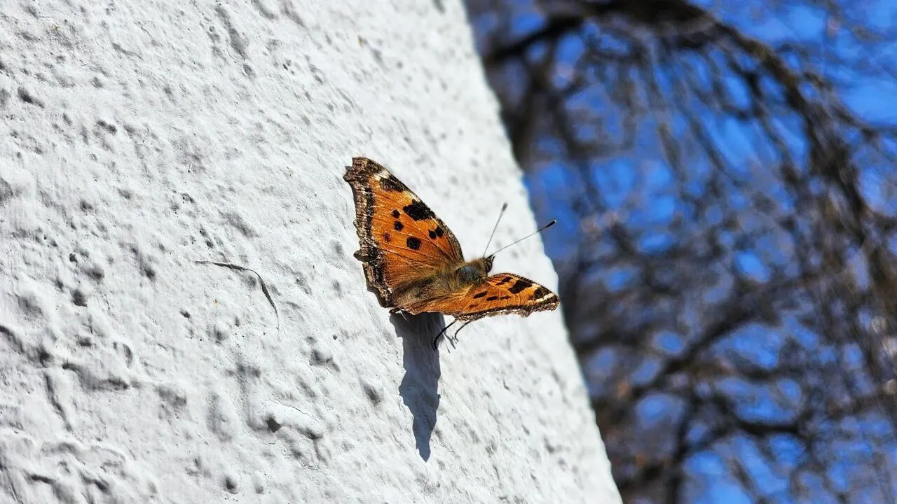 REGIONS/Валерия Тингаева