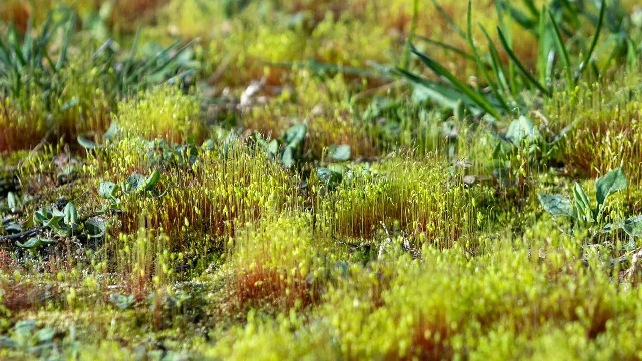 REGIONS/Роман Малышенко