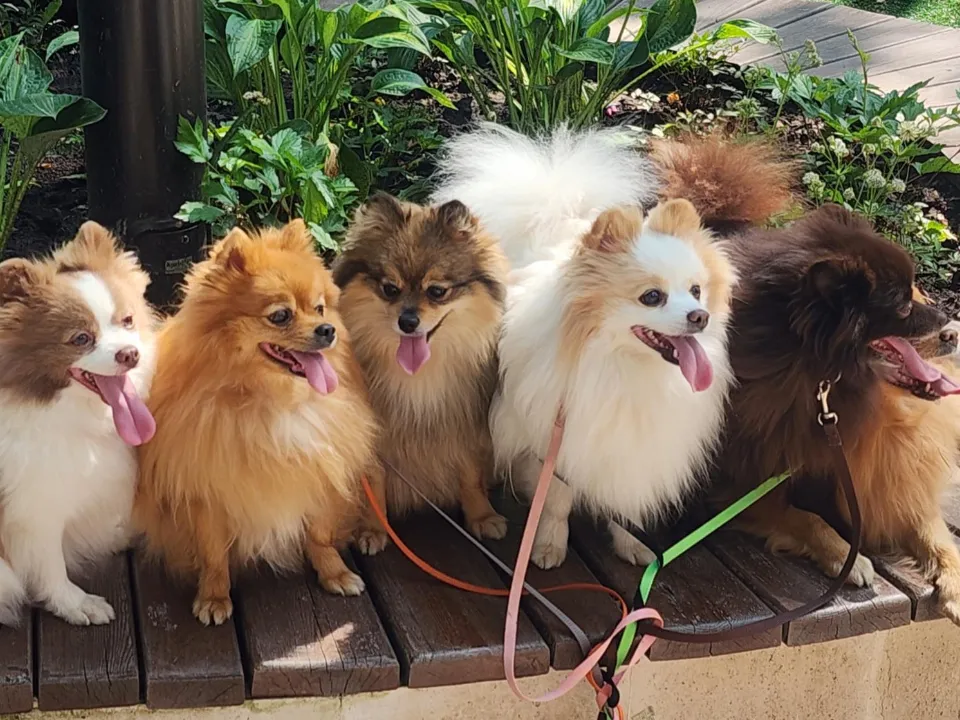 Фото: Хавива Фонина