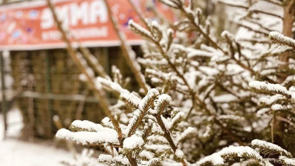 Фото: t.me/Press_MO