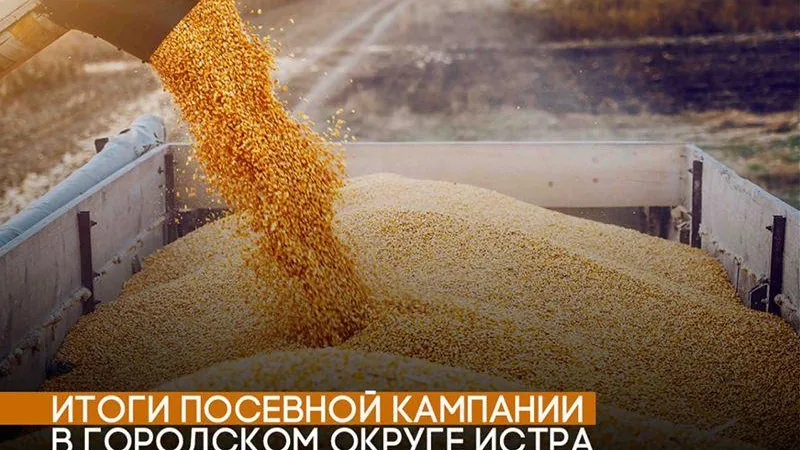 Более 935 тонн урожая зерновых и кормовых культур собрали в Истре