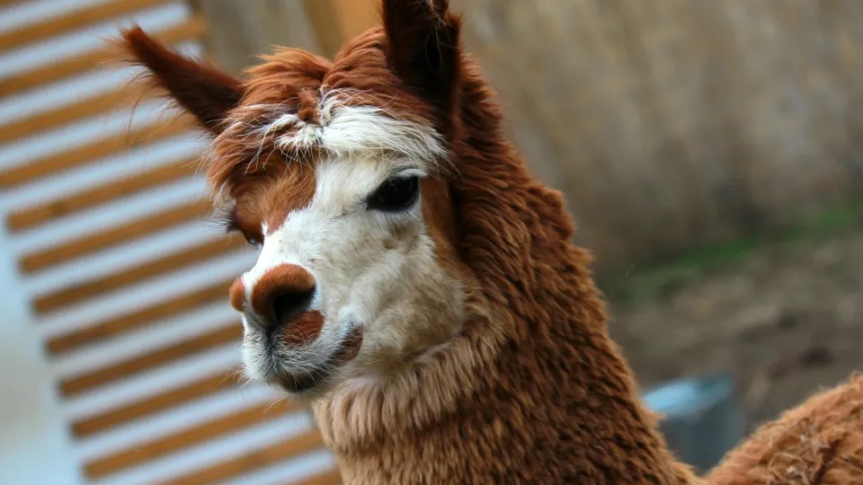 Фото: РИА Новости/Мария Девахина