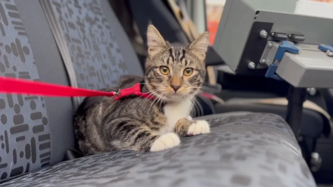 Скриншот видео «Официальный Подольск»