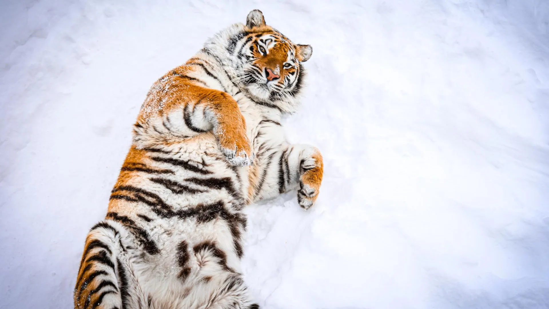 МедиаБанк Подмосковья/Данила Кирьянов